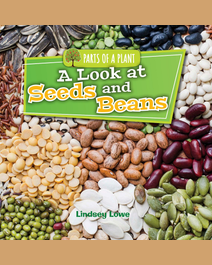 Book cover for A Look at Seeds and Beans by Lindsey Lowe