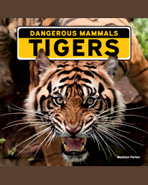 Book cover for Tigers by Madison Parker